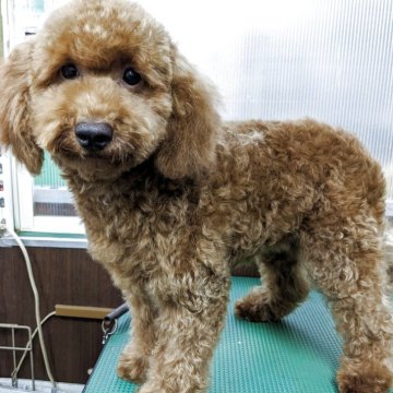 トイプードル(トイ)【埼玉県・女の子・2024年12月26日・レッド】の写真「可愛い女の子になります」