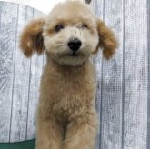 トイプードル(トイ)