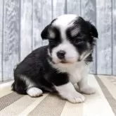 チワワ(ロング)