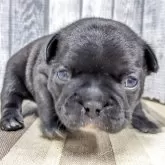 フレンチブルドッグ【埼玉県・男の子・2025年11月15日・ブリンドルホワイト】の写真1「12/05にて体重は1.08kgになります」