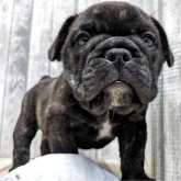 ミックス(ブルドッグ×フレンチブルドッグ)