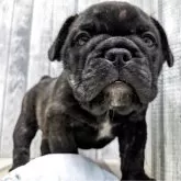 ミックス(ブルドッグ×フレンチブルドッグ)【埼玉県・女の子・2025年9月3日・ブリンドル】の写真1「10/18にて体重は2,63kgになります」