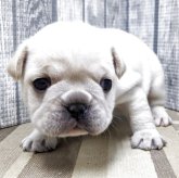 フレンチブルドッグ