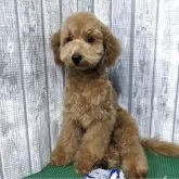 トイプードル(トイ)