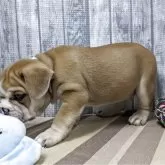 ミックス(ブルドッグ×フレンチブルドッグ)【埼玉県・男の子・2025年9月3日・レッドホワイト】の写真2