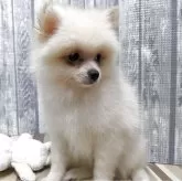 ポメラニアン【埼玉県・女の子・2025年4月23日・クリーム】の写真3