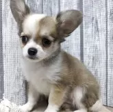 チワワ(ロング)【埼玉県・男の子・2025年2月25日・フォーンホワイト】の写真3