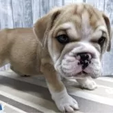 ミックス(ブルドッグ×フレンチブルドッグ)【埼玉県・男の子・2025年9月3日・レッドホワイト】の写真4