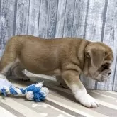 ミックス(ブルドッグ×フレンチブルドッグ)【埼玉県・男の子・2025年9月3日・レッドホワイト】の写真5