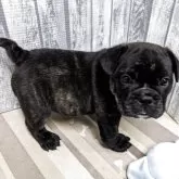 ミックス(ブルドッグ×フレンチブルドッグ)【埼玉県・女の子・2025年9月3日・ブリンドル】の写真5