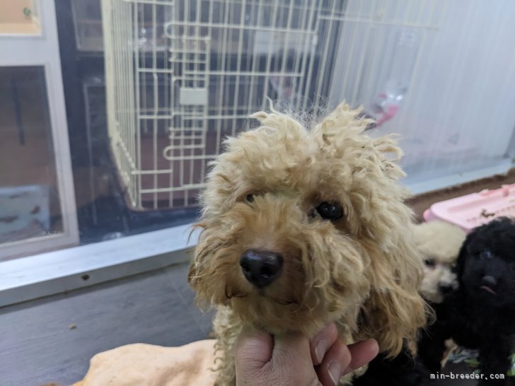 トイプードル【・女の子・2022年11月1日・レッド】