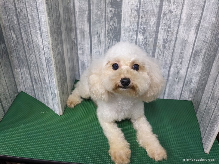 トイプードル【・女の子・2023年4月10日・アプリコット】