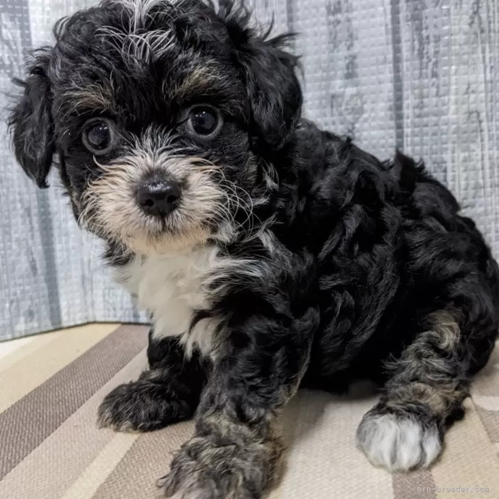 ID：2406-01742の子犬