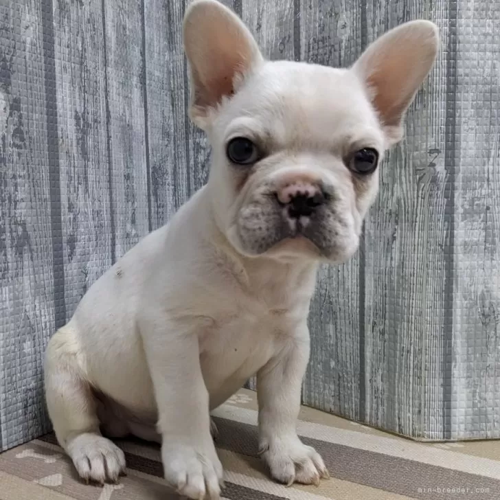 ID：2404-06485の子犬