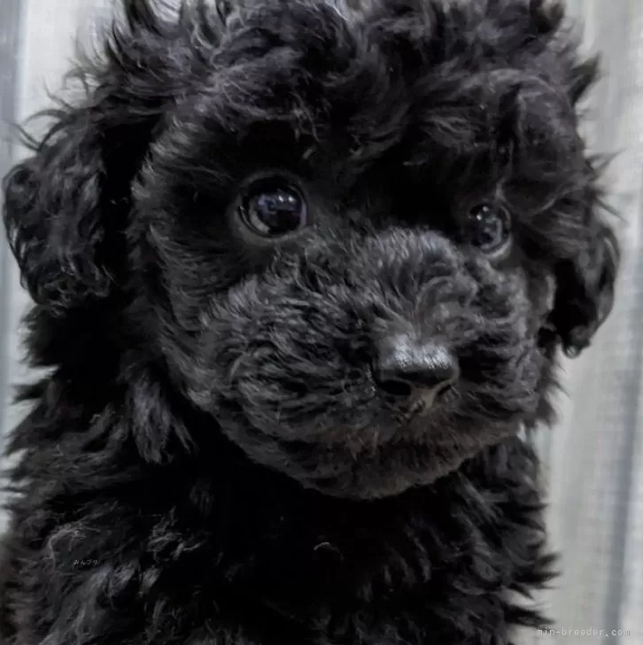 ID：2409-03537の子犬