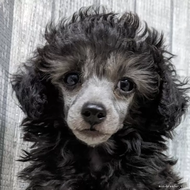 ID：2409-03547の子犬