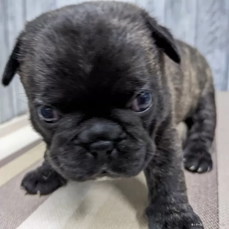 ID:2405-07538の子犬