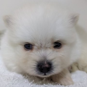 ポメラニアン【埼玉県・男の子・2024年8月27日・ホワイト】の写真「09/25にて体重は500gになります」