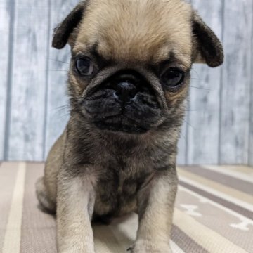 パグ【埼玉県・男の子・2024年8月20日・フォーン】の写真「小ぶりな男の子です😊」