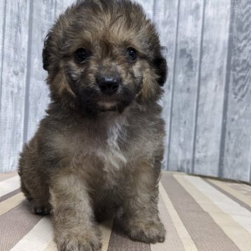 チワプー(チワワ×トイプードル)【埼玉県・男の子・2024年7月14日・ブリンドル】の写真「可愛い男の子です」