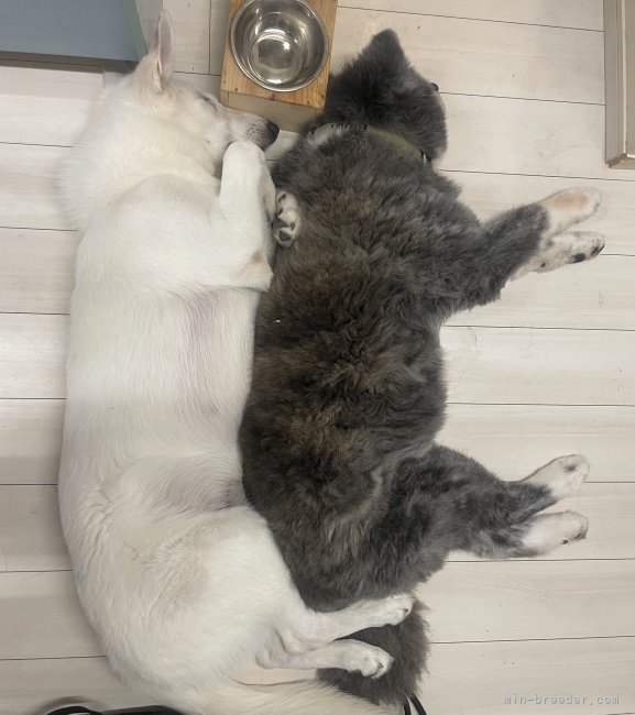 宮崎麻衣ブリーダー