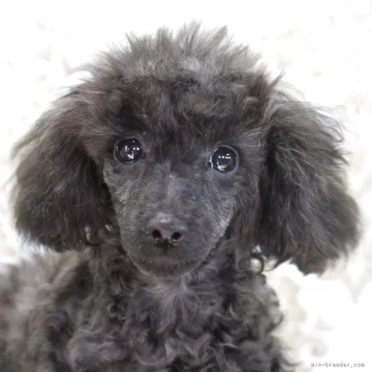 トイプードル(トイ)【三重県・女の子・2025年6月6日・ブラック】の写真1