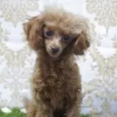 トイプードル(トイ)