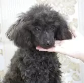 トイプードル(トイ)【三重県・女の子・2025年6月6日・ブラック】の写真3