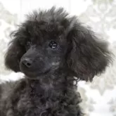 トイプードル(トイ)【三重県・女の子・2025年6月6日・ブラック】の写真4