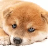 柴犬(標準サイズ)