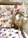 イタリアングレーハウンド【茨城県・男の子・2025年7月14日・ブルーフォーン&ホワイト】の写真10