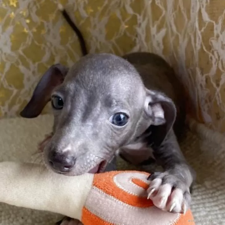 ID:2505-06286の子犬