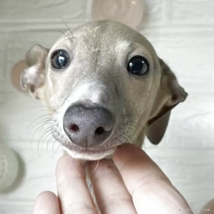 ID：2508-05572の子犬