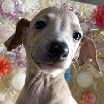 イタリアングレーハウンド【茨城県・男の子・2025年7月14日・ブルーフォーン&ホワイト】の写真「両親遺伝子🧬DMクリアです！」