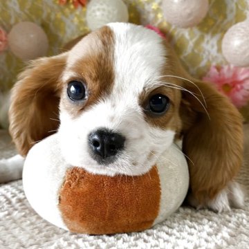 キャバリア【茨城県・男の子・2025年8月10日・ブレンハイム】の写真「見学と同時にお引渡し可能です😊最終価格です🐾」