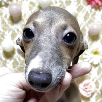 イタリアングレーハウンド【茨城県・女の子・2025年7月14日・ブルーフォーン&ホワイト】の写真「見学と同時にお引渡しできます😊」