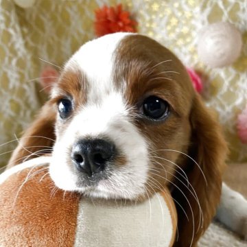 キャバリア【茨城県・男の子・2025年8月10日・ブレンハイム】の写真「⚠️小出べその為お値下げしました⚠️最終価格で🐾」