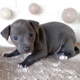 イタリアングレーハウンド