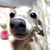 イタリアングレーハウンド