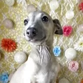 イタリアングレーハウンド