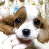 キャバリア