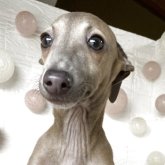 イタリアングレーハウンド