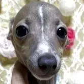 イタリアングレーハウンド