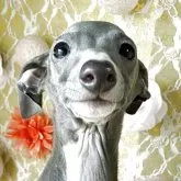 イタリアングレーハウンド