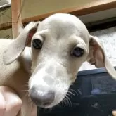 イタリアングレーハウンド
