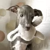 イタリアングレーハウンド