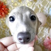 イタリアングレーハウンド