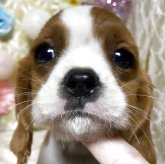 キャバリア