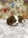 キャバリア【茨城県・男の子・2025年8月10日・ブレンハイム】の写真4