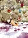イタリアングレーハウンド【茨城県・男の子・2025年7月14日・ブルーフォーン&ホワイト】の写真6